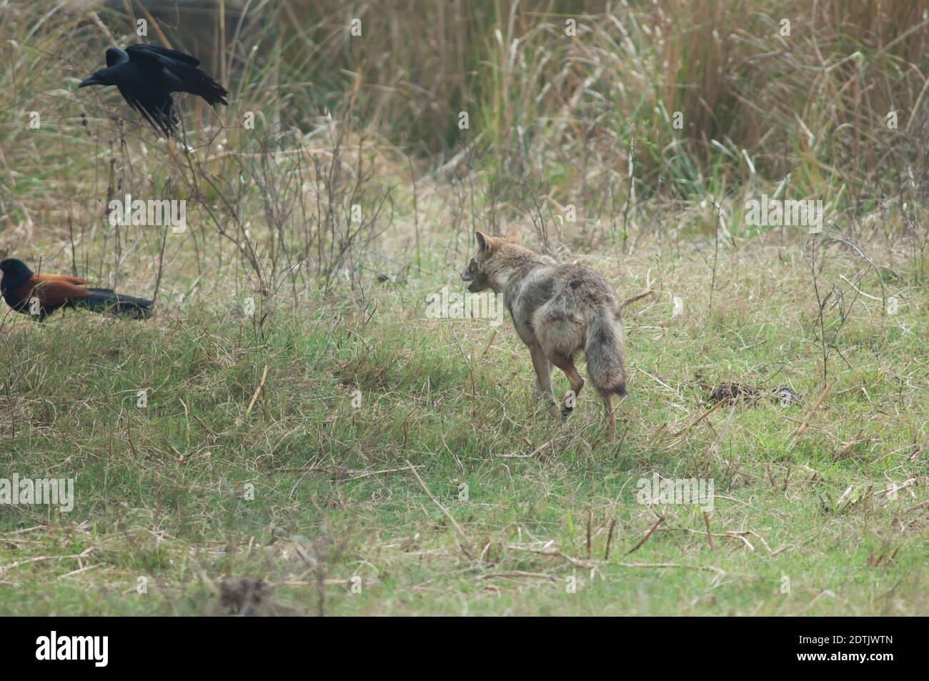 Golden jackal Canis aureus indicus insegue un corvo corvus macrorhynchos fatturato a grandi dimensioni. Parco Nazionale Keoladeo Ghana. Bharatpur. Rajasthan. India. Foto Stock