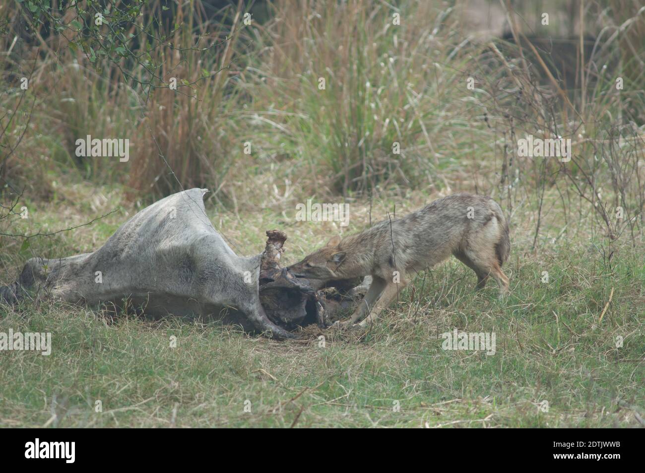 Il jackal d'oro Canis aureus indica mangiare uno zebù morto. Parco Nazionale Keoladeo Ghana. Bharatpur. Rajasthan. India. Foto Stock
