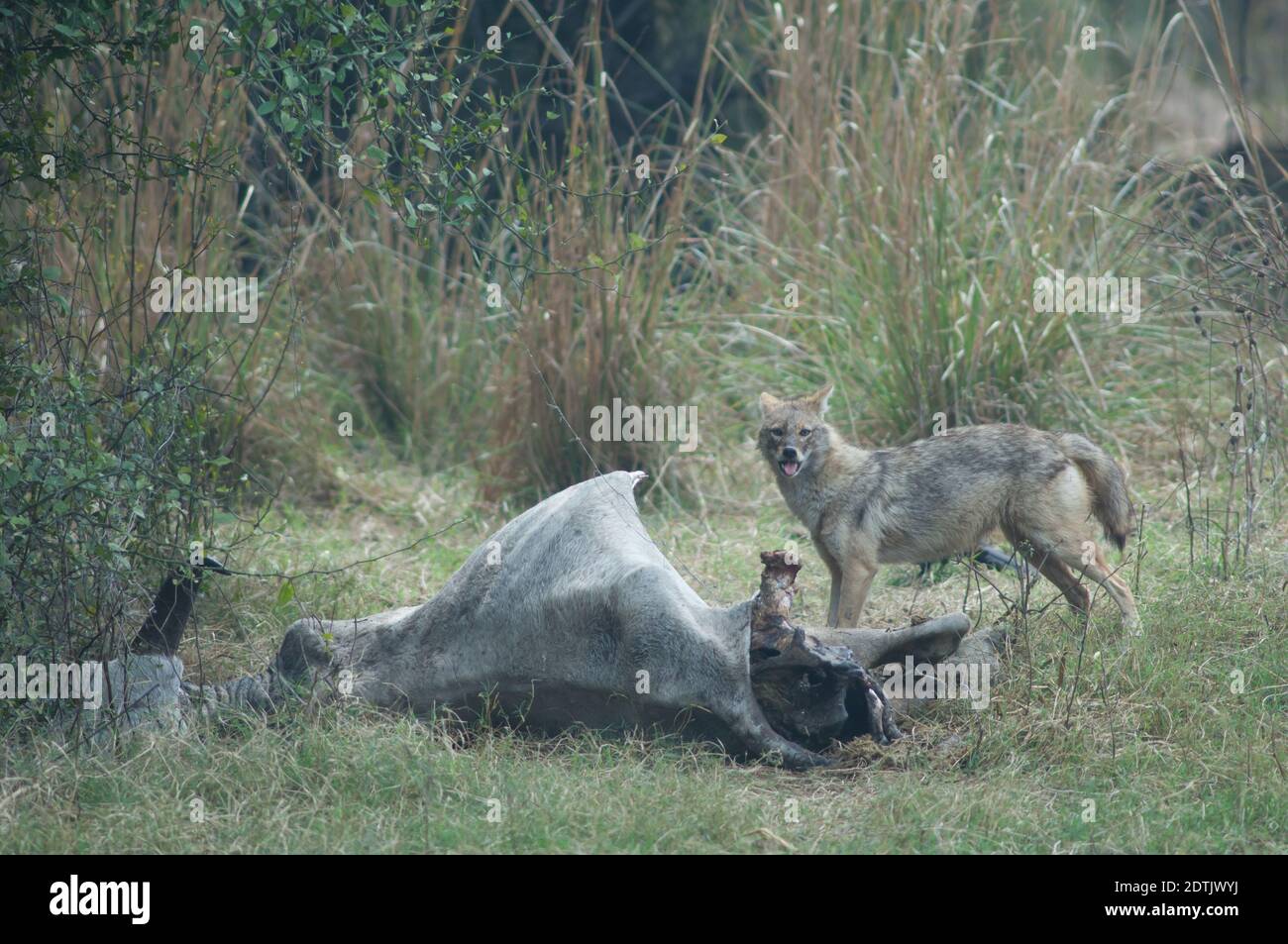 Il jackal d'oro Canis aureus indica l'alimentazione di uno zebù morto. Parco Nazionale Keoladeo Ghana. Bharatpur. Rajasthan. India. Foto Stock