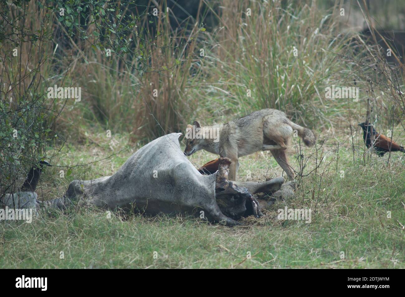 Golden jackal Canis aureus indicus graffiare accanto a uno zebù morto. Parco Nazionale Keoladeo Ghana. Bharatpur. Rajasthan. India. Foto Stock