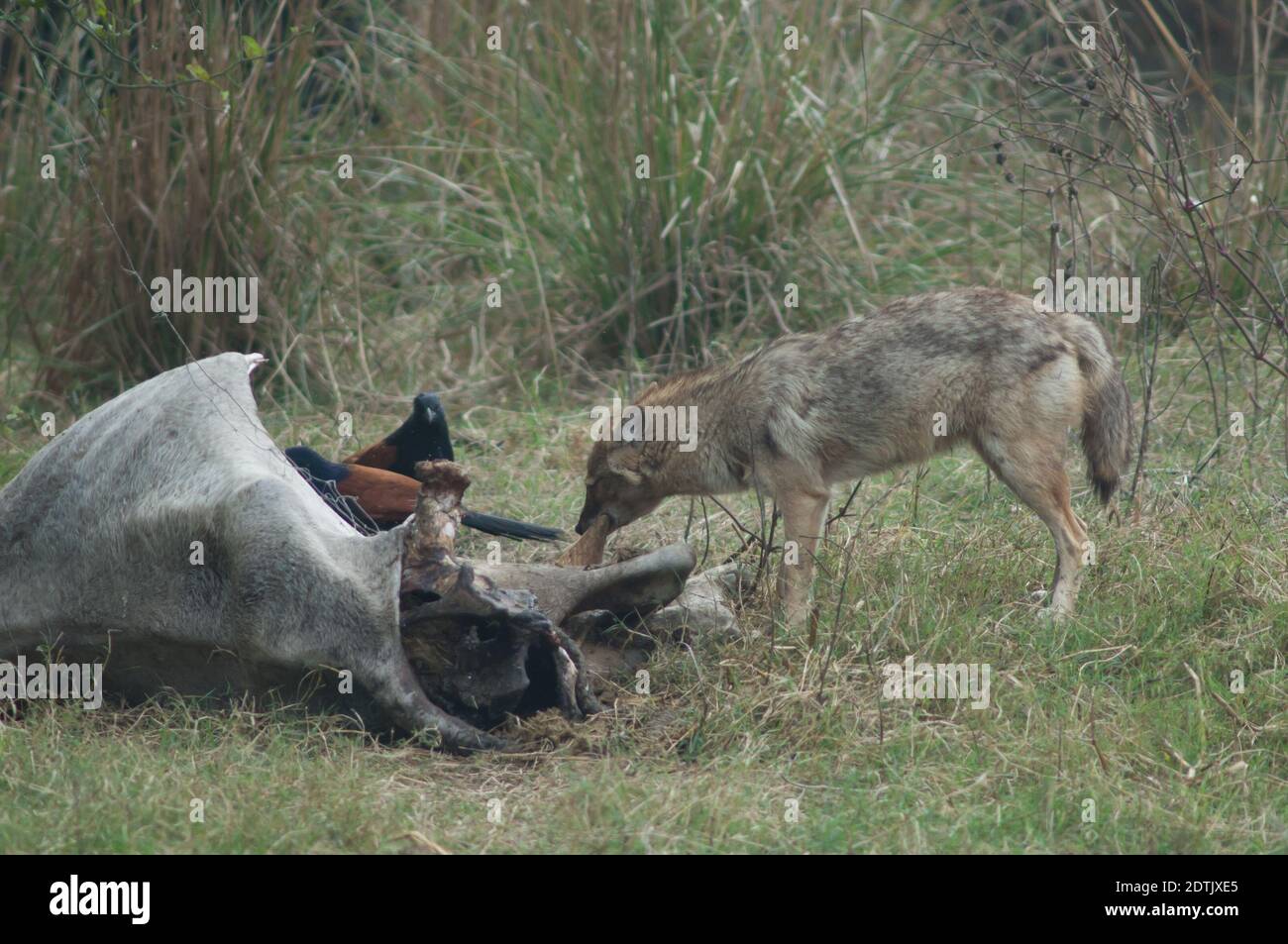 Il jackal d'oro Canis aureus indica mangiare uno zebù morto. Parco Nazionale Keoladeo Ghana. Bharatpur. Rajasthan. India. Foto Stock