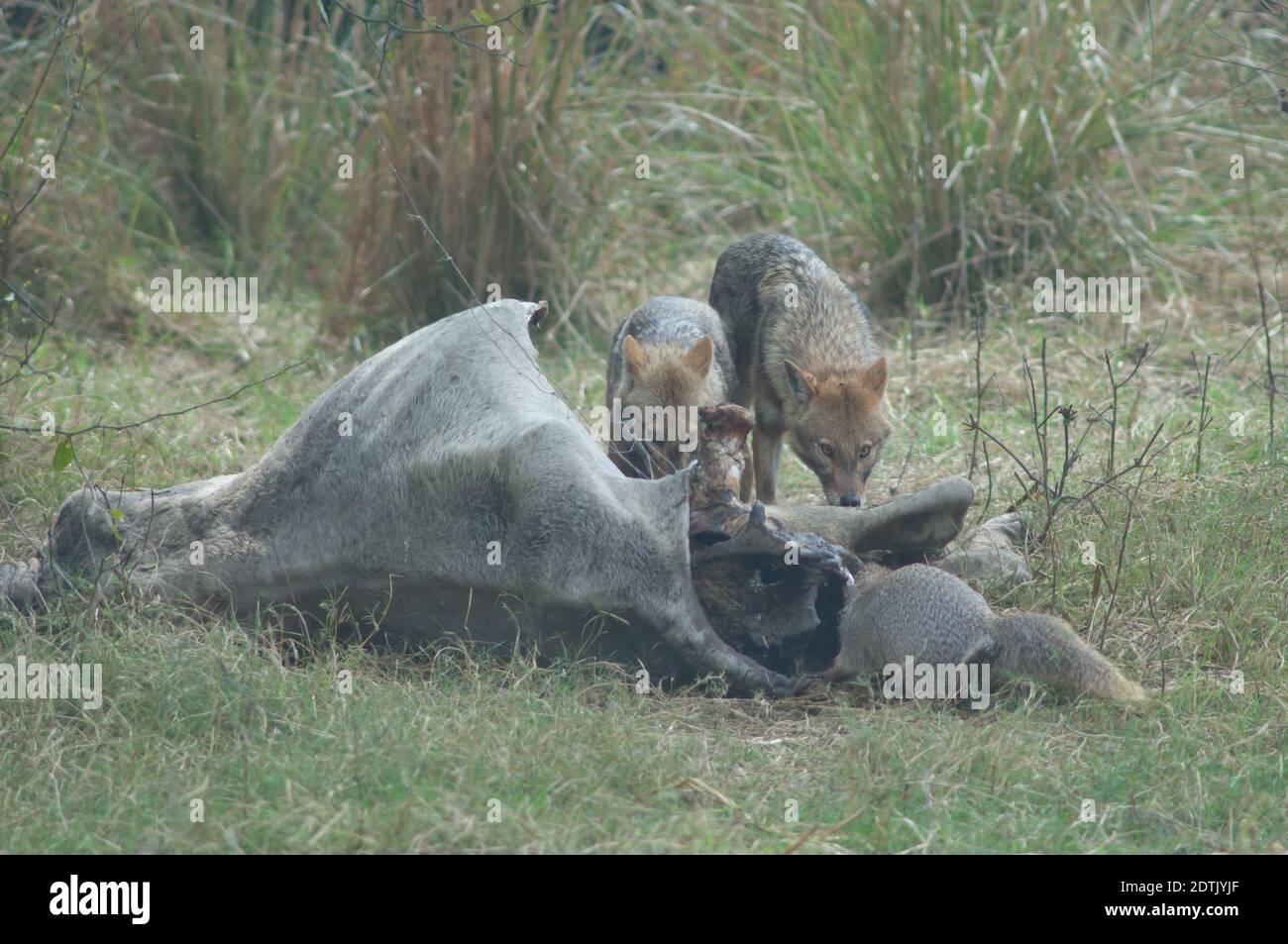 Jackals d'oro Canis aureus indicus e Mongoose grigio indiano Herpestes edwardsii mangiare uno zebù morto. Keoladeo Ghana. Bharatpur. Rajasthan. India. Foto Stock