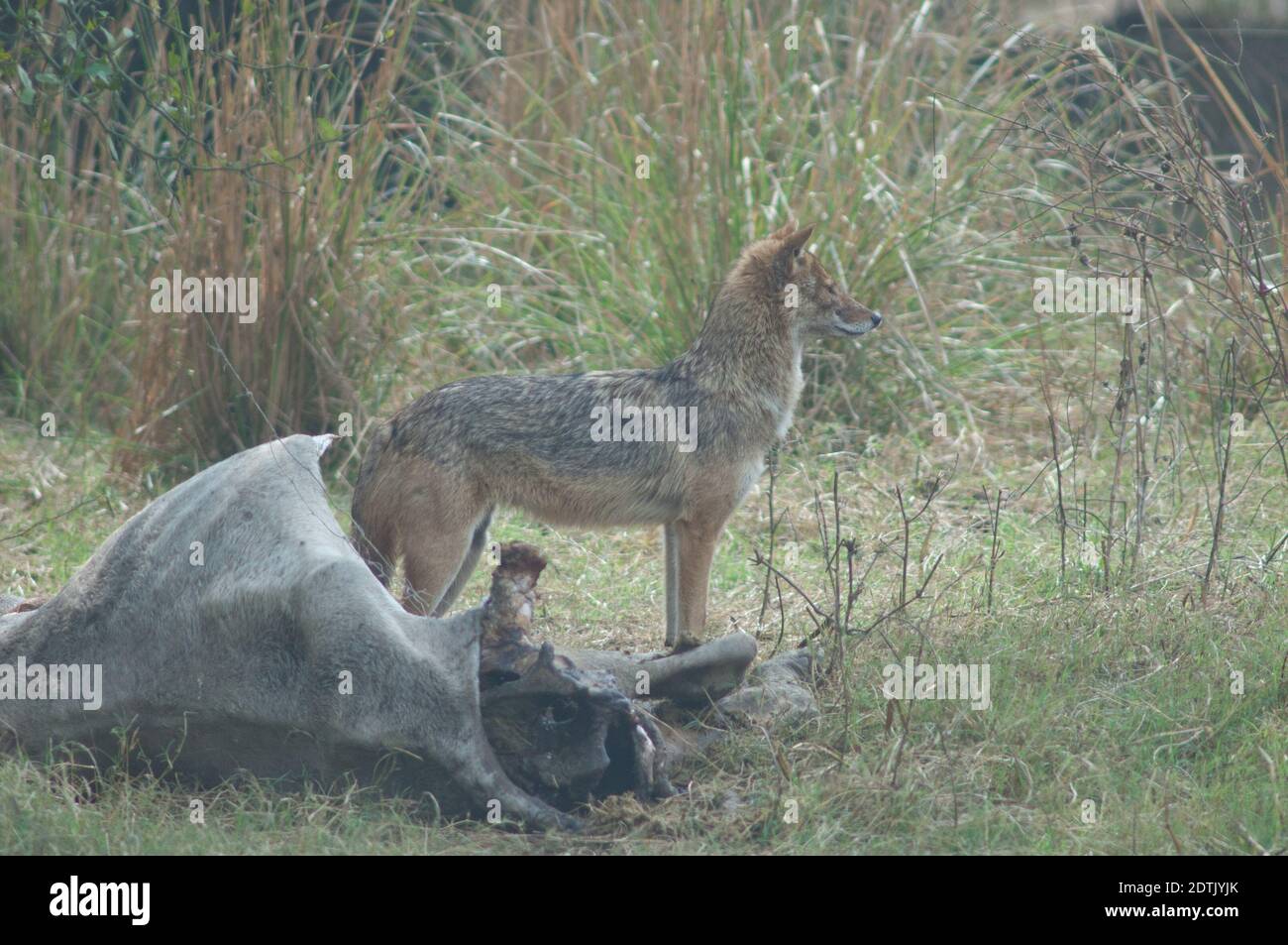 Il jackal d'oro Canis aureus indica accanto ad uno zebù morto. Parco Nazionale Keoladeo Ghana. Bharatpur. Rajasthan. India. Foto Stock