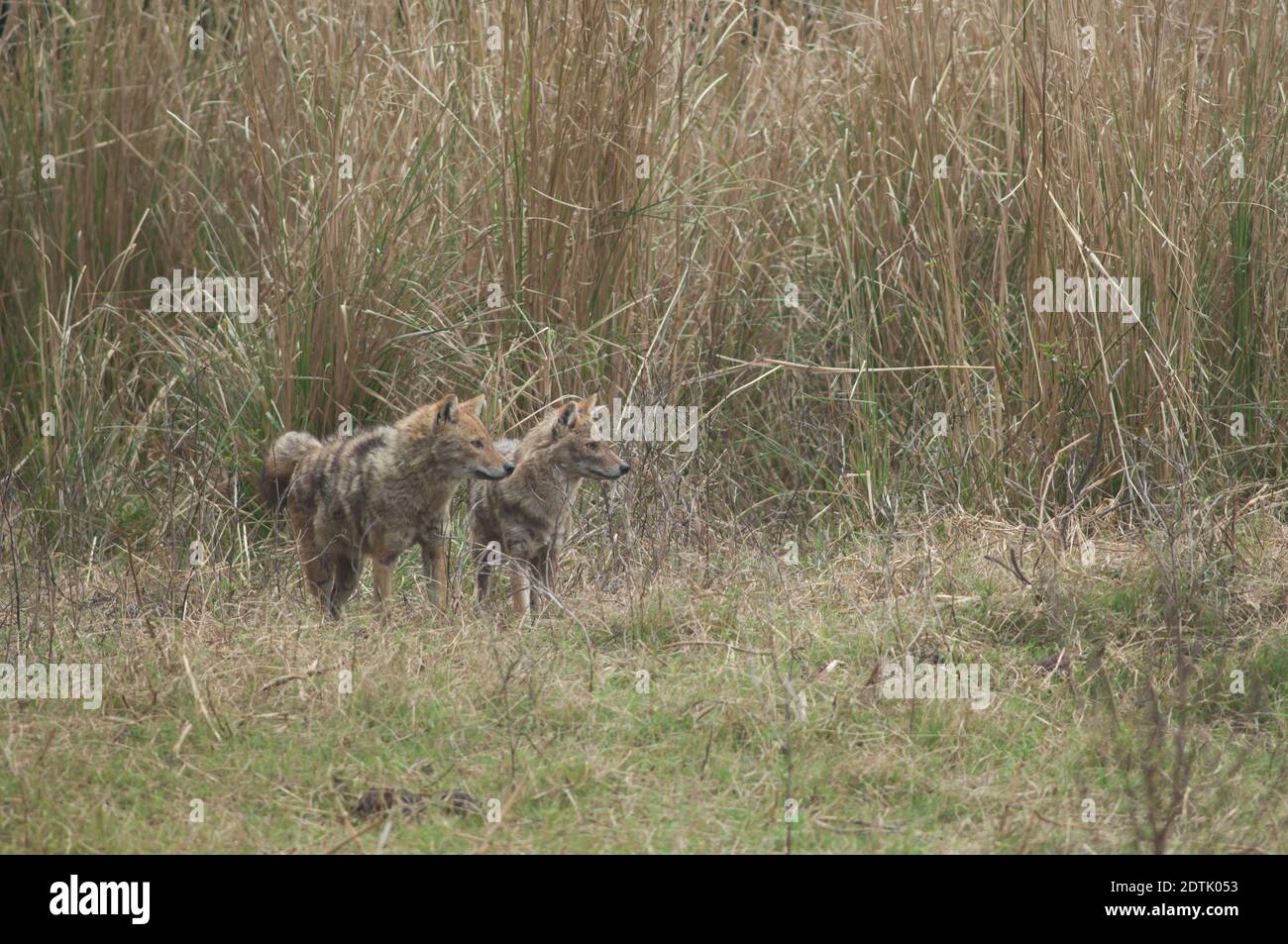 Jackals d'oro Canis aureus indicus. Parco Nazionale Keoladeo Ghana. Bharatpur. Rajasthan. India. Foto Stock