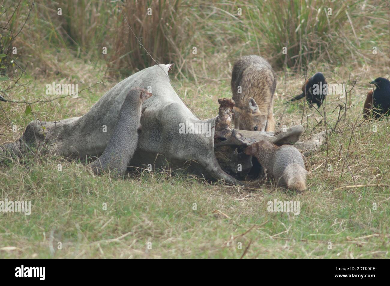 Golden jackal Canis aureus indicus e Indian Grey Mongooses Herpestes edwardsii mangiare uno zebù morto. Keoladeo Ghana. Bharatpur. Rajasthan. India. Foto Stock