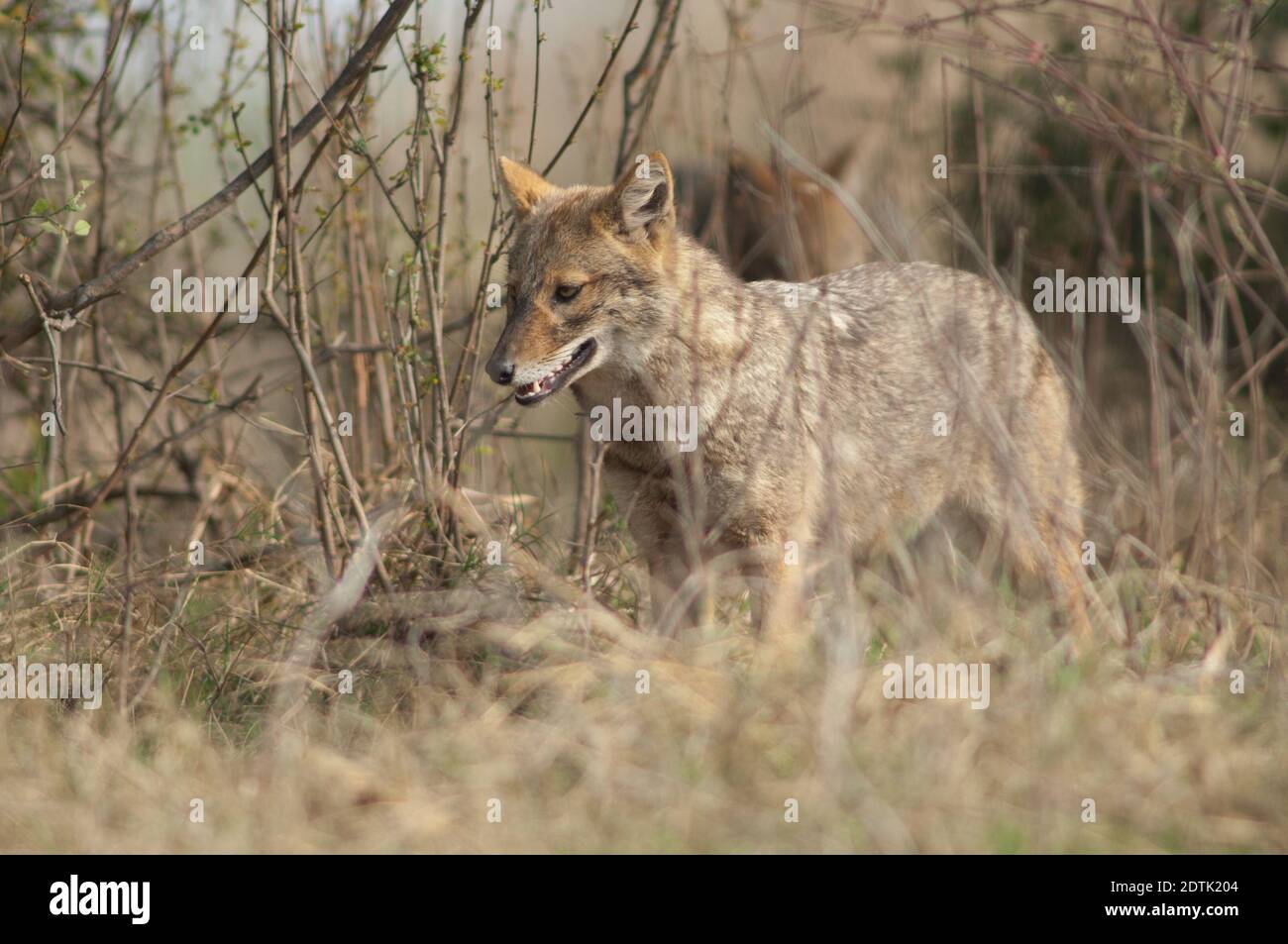 Golden jackal Canis aureus indicus. Parco Nazionale Keoladeo Ghana. Bharatpur. Rajasthan. India. Foto Stock