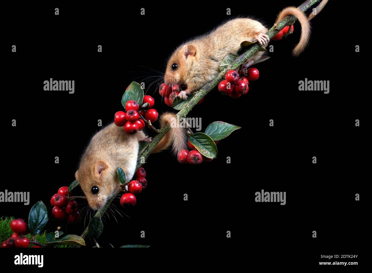 Comune Dormouse, muscardinus avellanarius, in piedi su Branch con Berries, Normandia Foto Stock