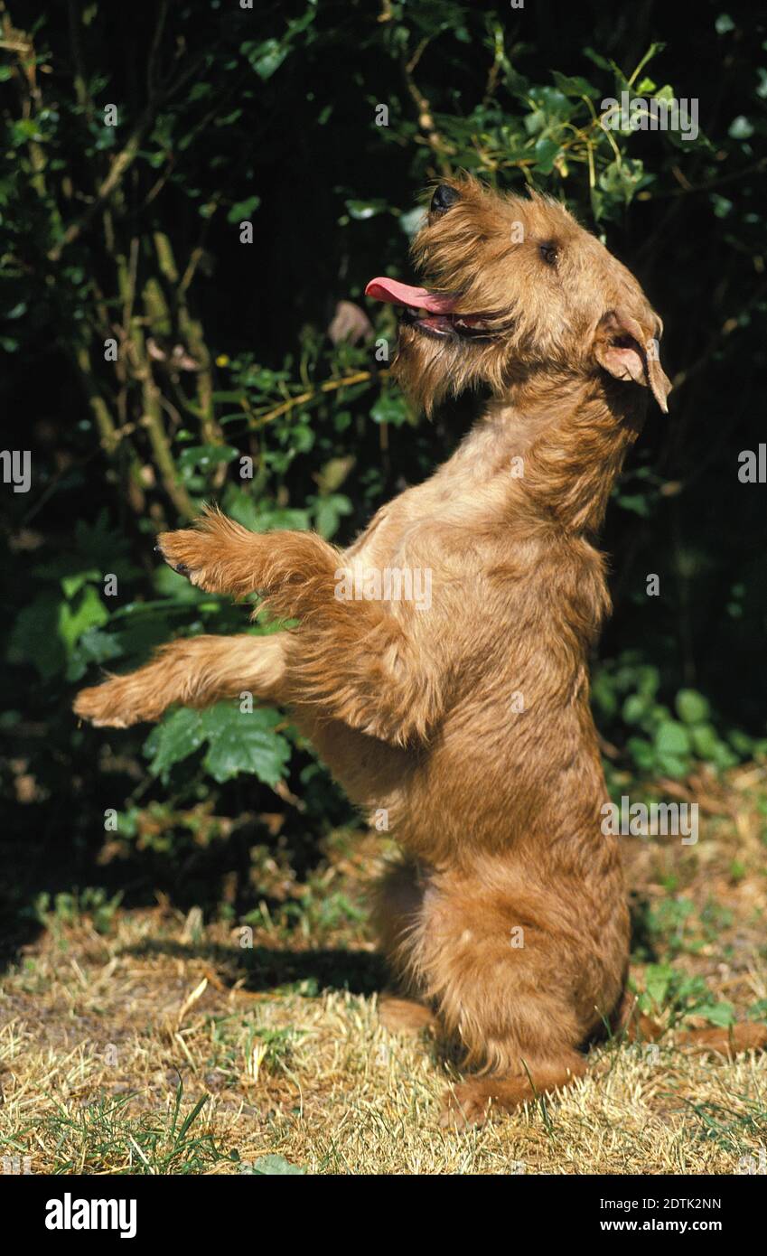 Irish Terrier, cane seduto in posizione eretta e prego Foto Stock