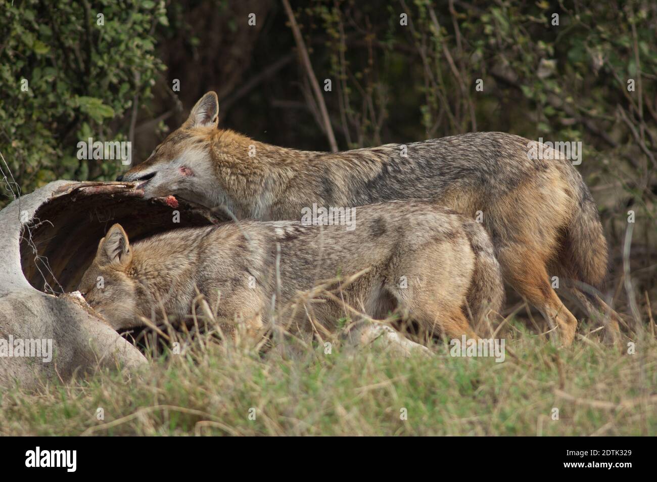 I jackals d'oro Canis aureus indicano che mangiano uno zebù morto. Parco Nazionale Keoladeo Ghana. Bharatpur. Rajasthan. India. Foto Stock