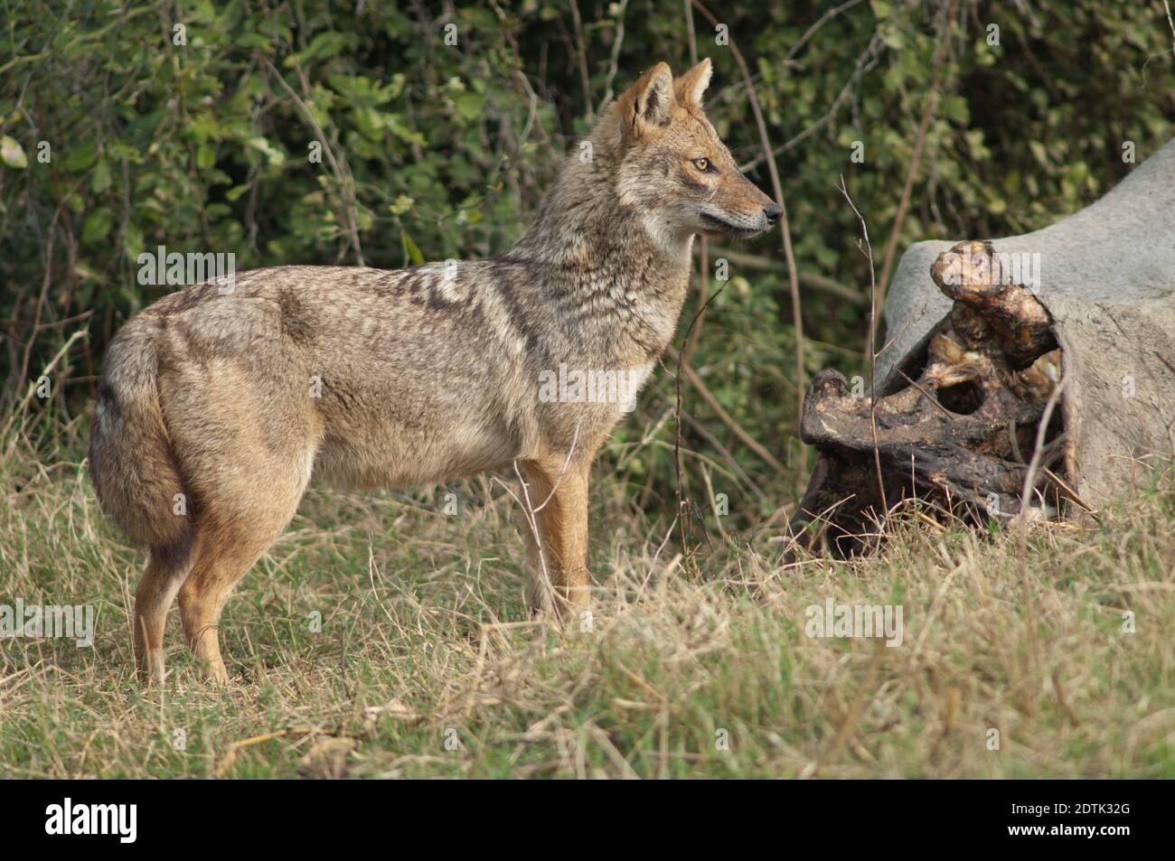 Il jackal d'oro Canis aureus indica accanto ad uno zebù morto. Parco Nazionale Keoladeo Ghana. Bharatpur. Rajasthan. India. Foto Stock