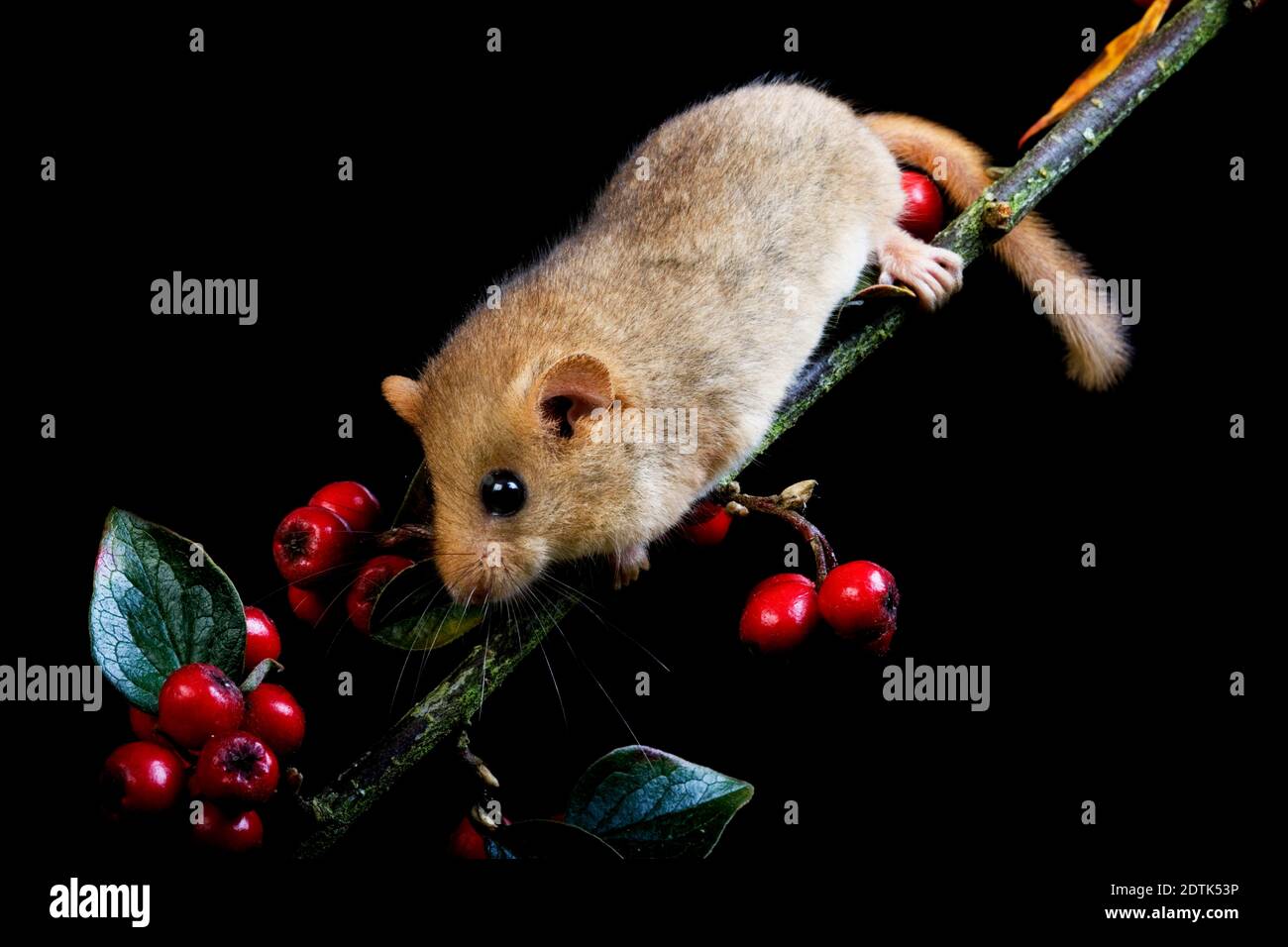 Comune Dormouse, muscardinus avellanarius, in piedi su Branch con Berries, Normandia Foto Stock