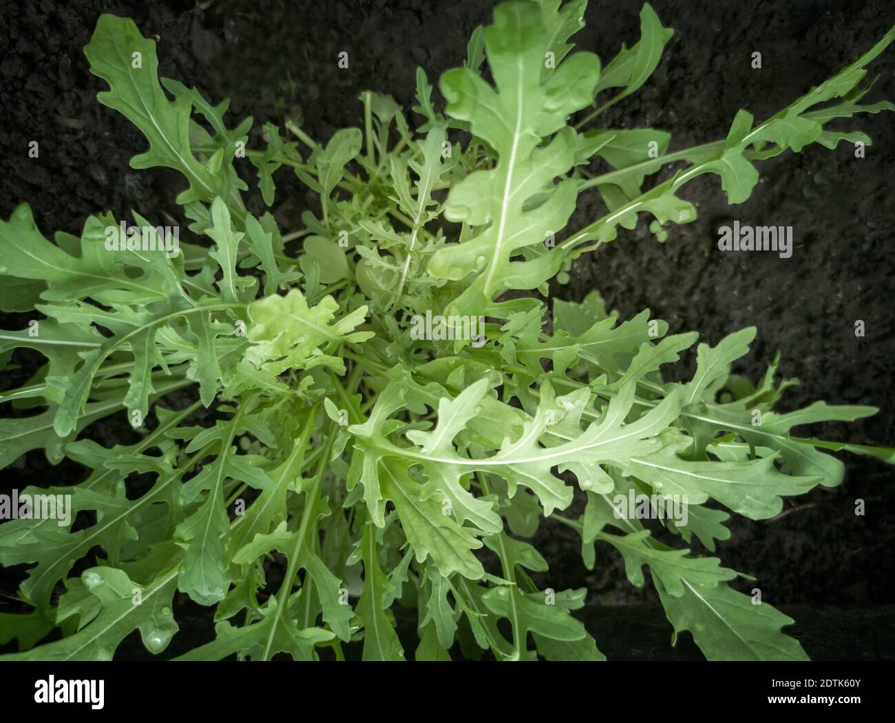 Giovani piante di rucola crescono nel terreno. Foto Stock
