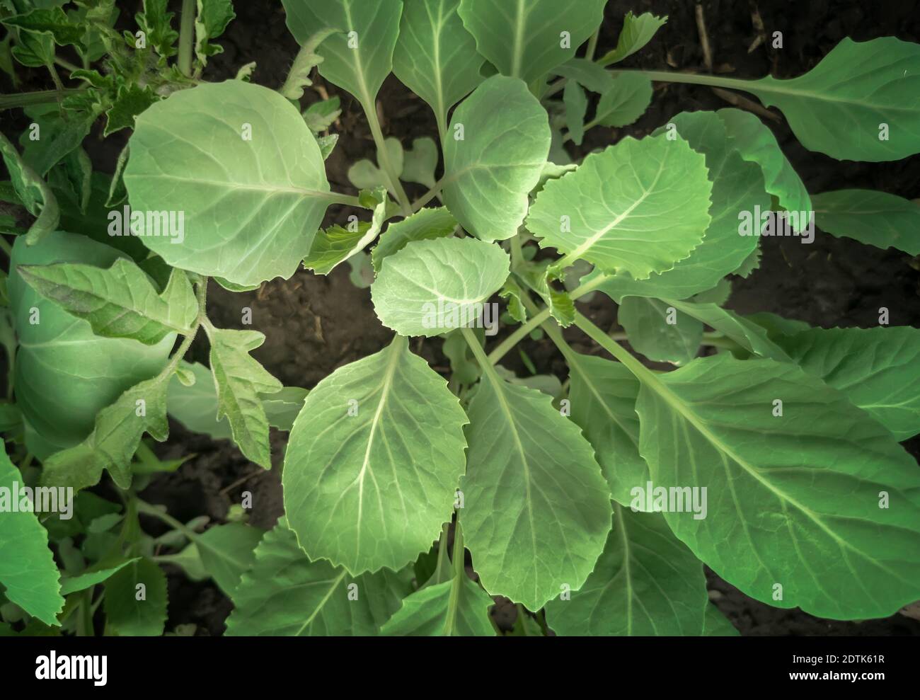 Semenzali di cavolo in una serra nel terreno. Foto Stock