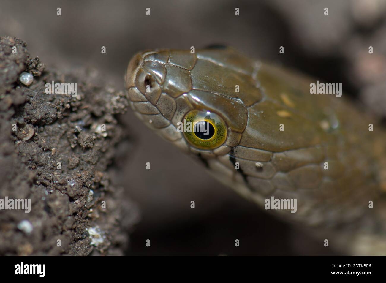 Chequered chelback Xenochrophis piscator on the Ground. Parco Nazionale Keoladeo Ghana. Bharatpur. Rajasthan. India. Foto Stock