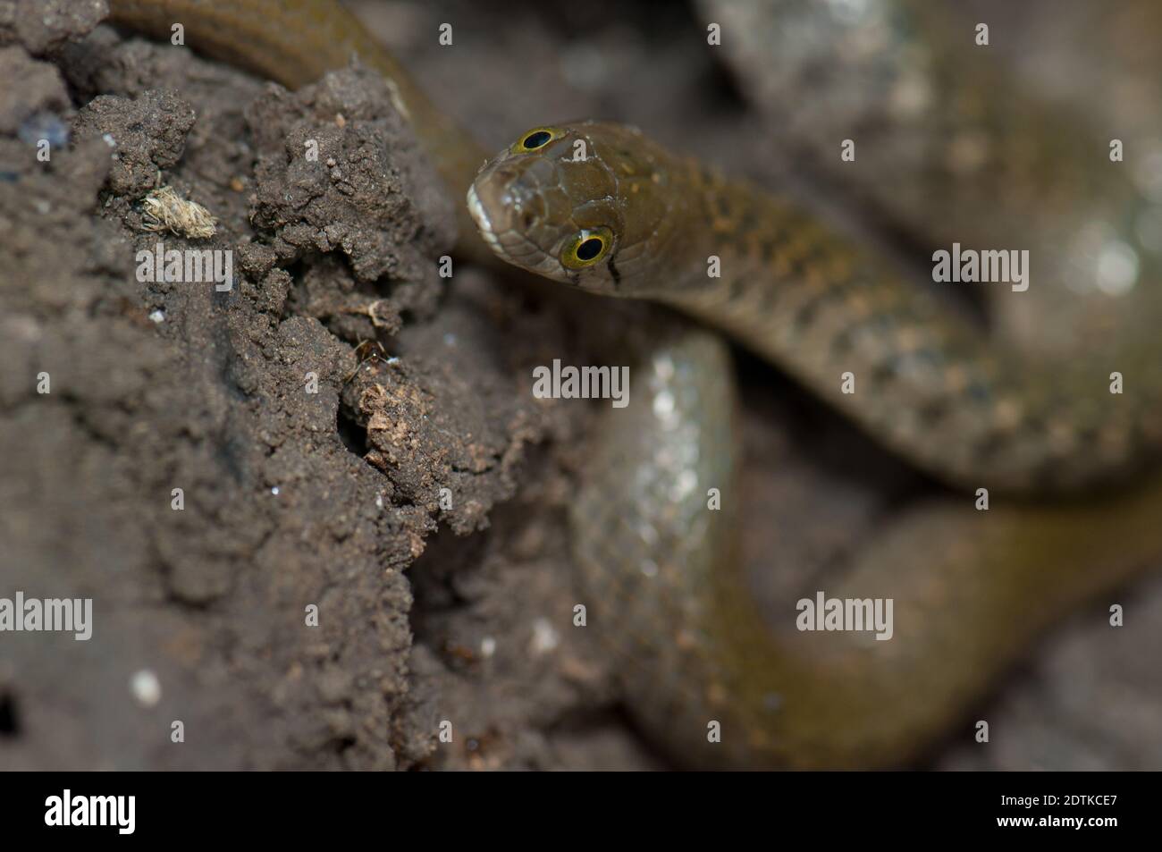 Chequered chelback Xenochrophis piscator on the Ground. Parco Nazionale Keoladeo Ghana. Bharatpur. Rajasthan. India. Foto Stock