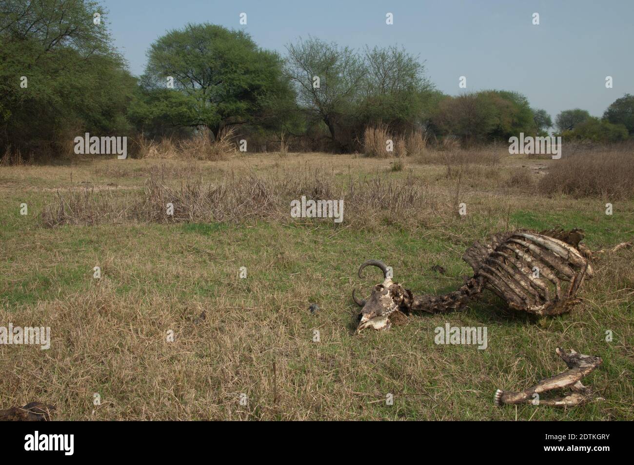 Zebù carcassa Bos primigenius indicus. Parco Nazionale Keoladeo Ghana. Bharatpur. Rajasthan. India. Foto Stock