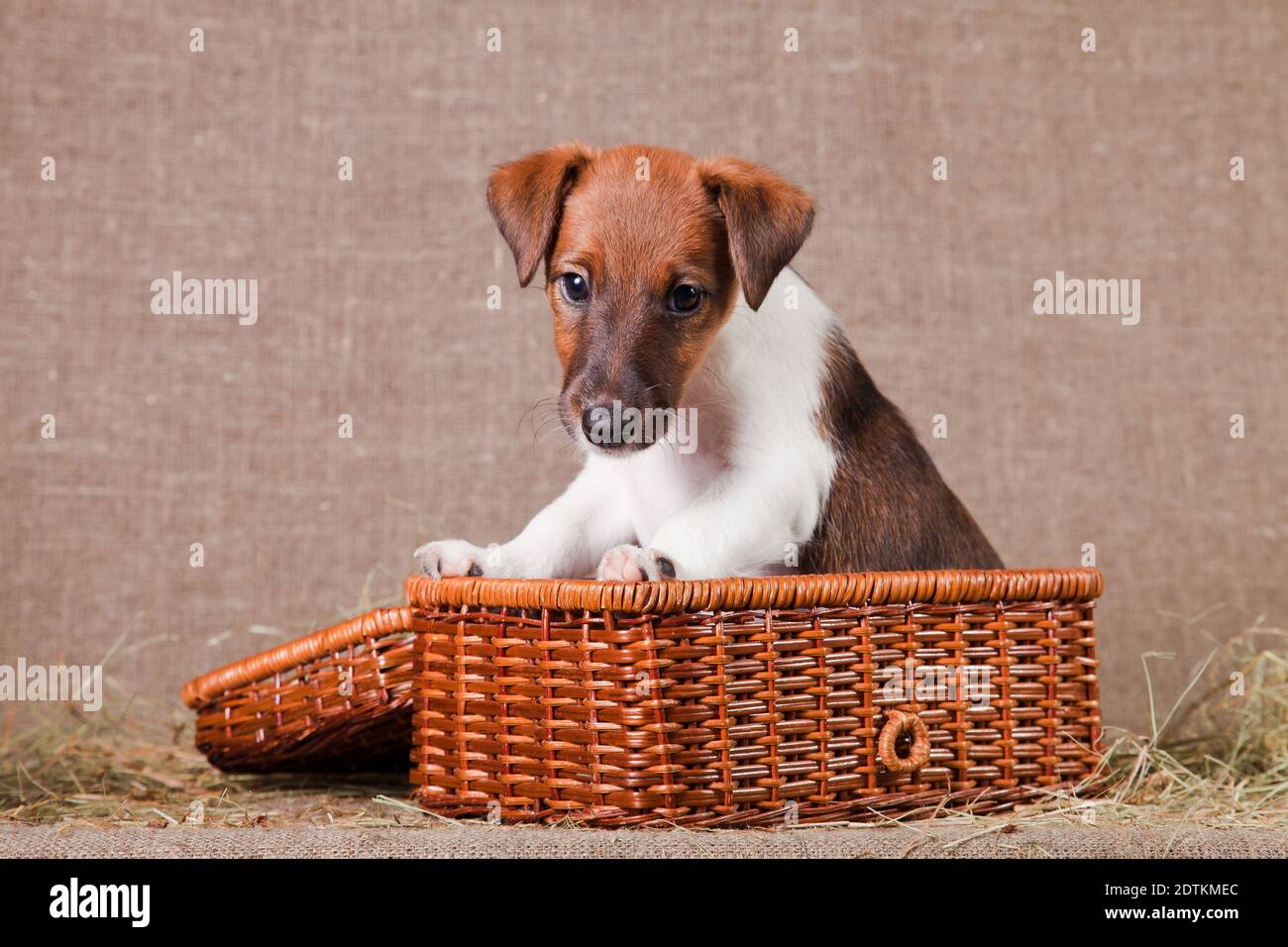 Un piccolo cucciolo di razza liscia-capelli volpe-terrier di colore bianco con macchie rosse si siede in un cesto sulla scappata e. fieno Foto Stock