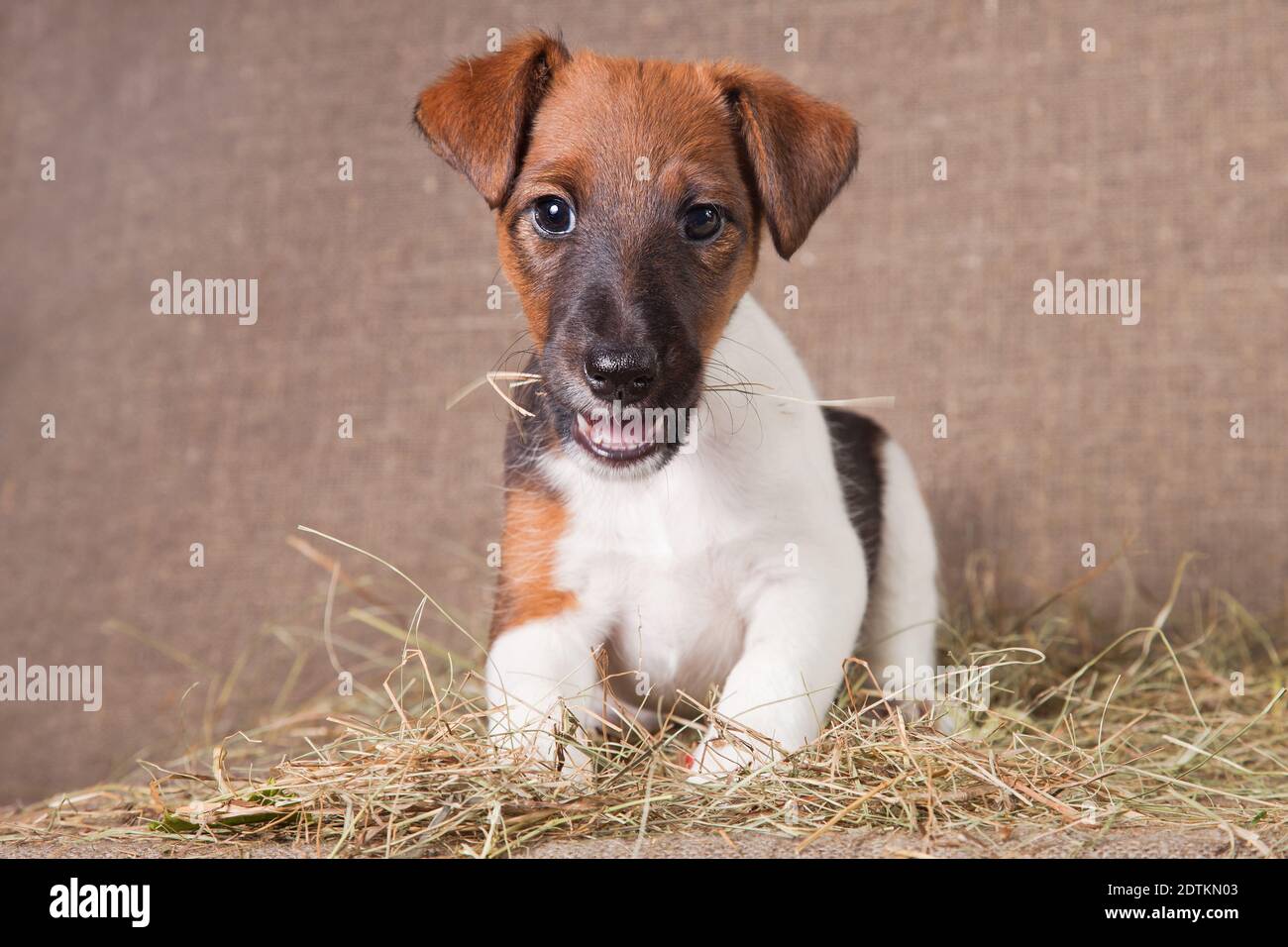 Un piccolo cucciolo di razza liscia-capelli volpe-terrier di colore bianco con macchie rosse si trova su un insaccamento coperto di fieno Foto Stock