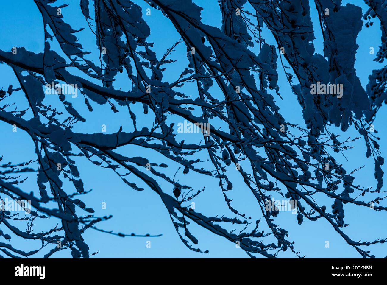 il di un albero coperto di neve Foto Stock