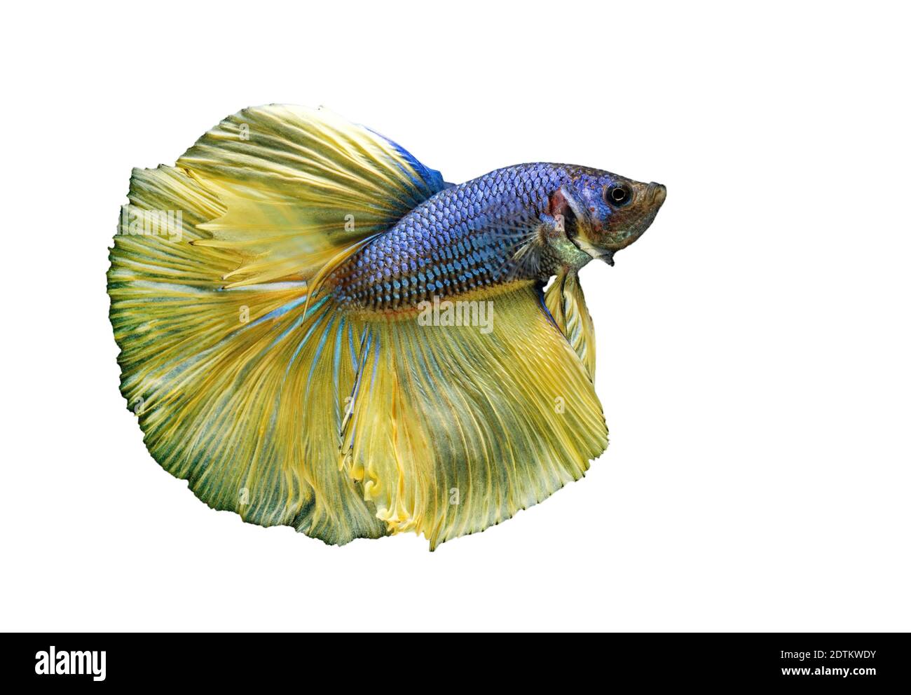 fish with betta fish