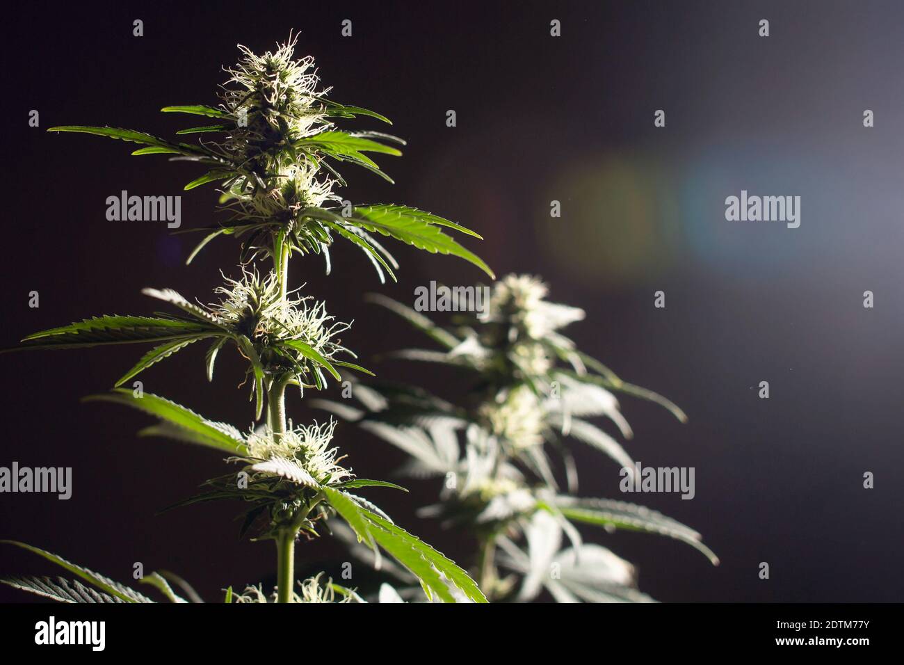 Piante mediche di cannabis con fiori di fiori in morbida luce di cocco su sfondo nero con posto vuoto Foto Stock