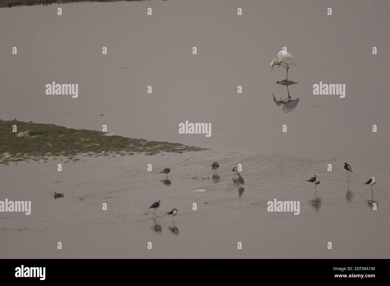 Eastern grande egret Ardea alba modesta graffiando e waders. Fiume Yamuna. Agra. Utttar Pradesh. India. Foto Stock