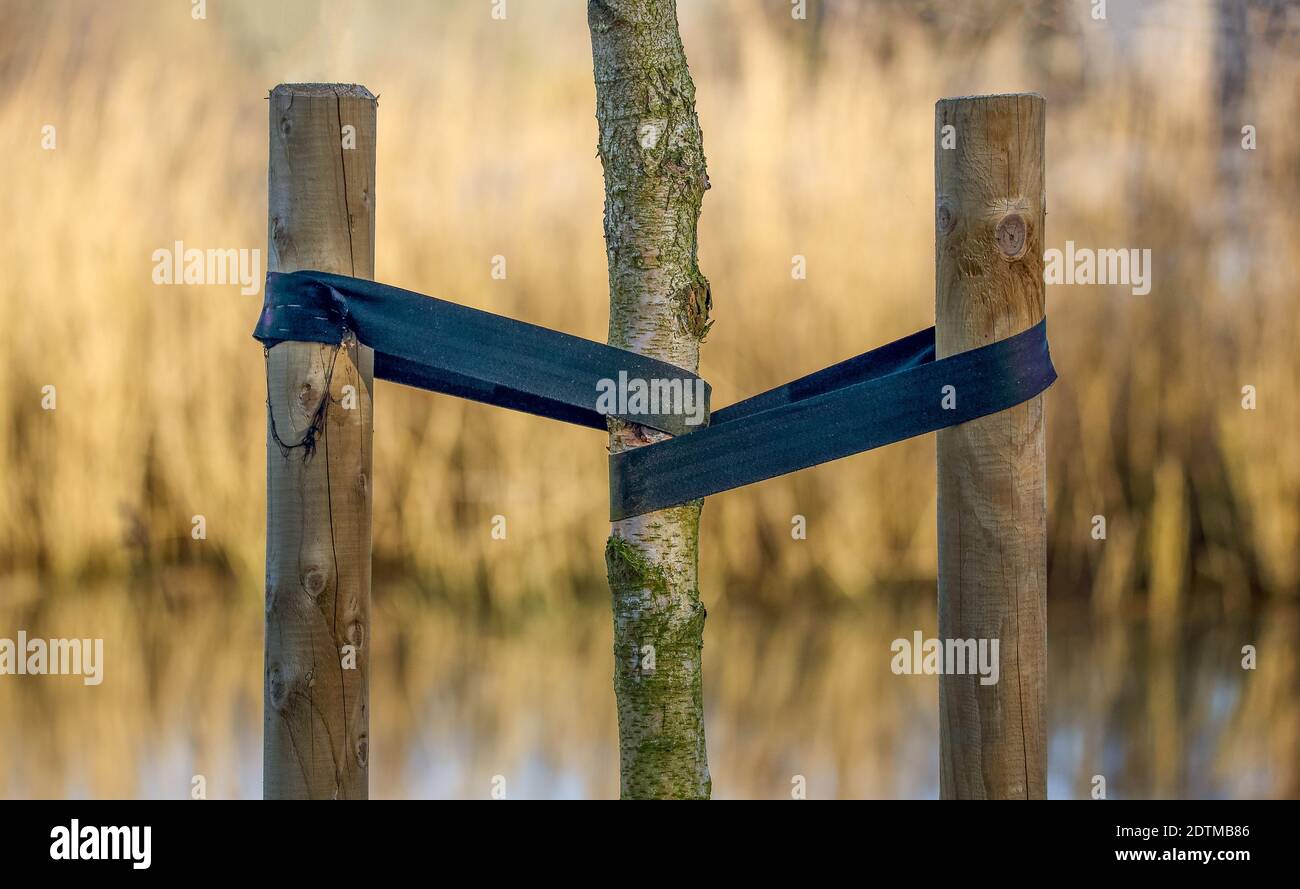Al momento le parole coesione e aiuto reciproco sono più importanti ... e non solo in botanica. Foto Stock