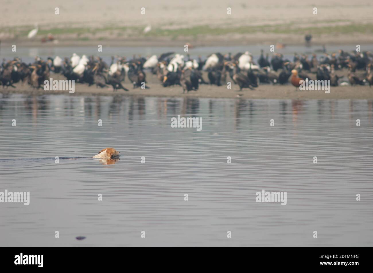 Il cane feriale Canis familiaris attraversa il fiume Yamuna e gli uccelli acquatici sullo sfondo. Agra. Utttar Pradesh. India. Foto Stock