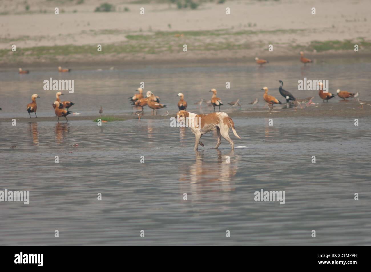 Cane feriale Canis familiaris e rifugi ruddy Tadorna ferruginea sullo sfondo. Fiume Yamuna. Agra. Utttar Pradesh. India. Foto Stock