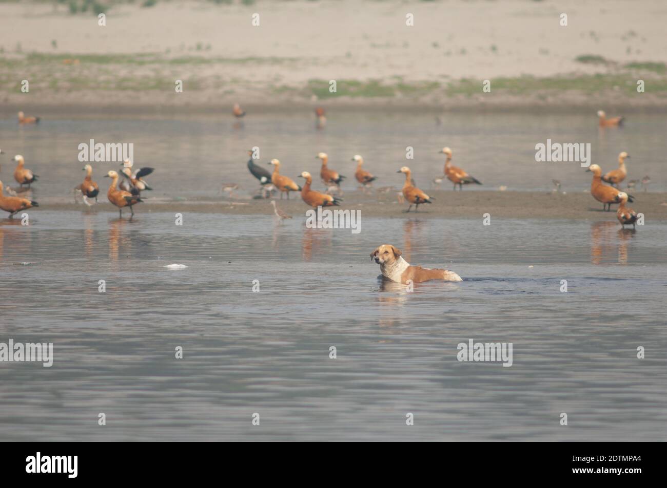 Cane feriale Canis familiaris e rifugi ruddy Tadorna ferruginea sullo sfondo. Fiume Yamuna. Agra. Utttar Pradesh. India. Foto Stock