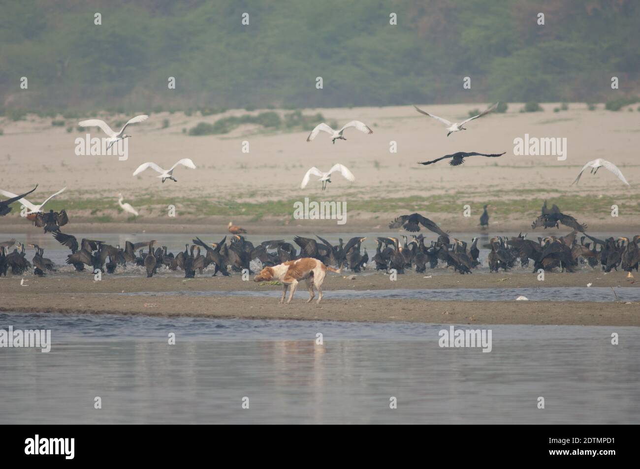 Cane feriale Canis familiaris, grandi cormorani Phalacrocorax carbo e spatole eurasiane Platalea leucorodia. Fiume Yamuna. Agra. India. Foto Stock