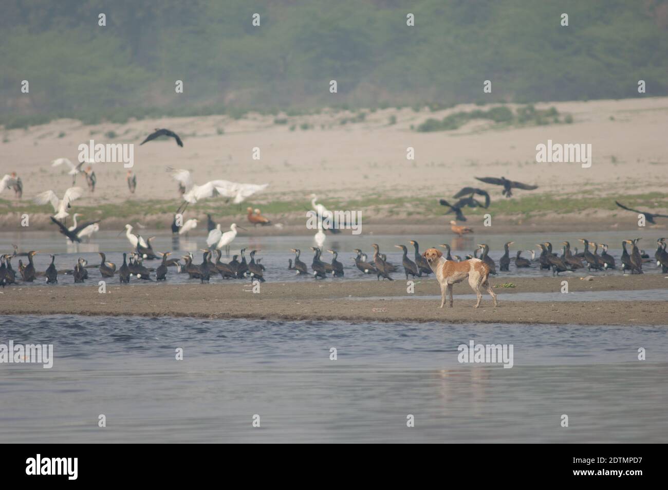 Cane feriale Canis familiaris e cormorani grandi e cucchiai eurasiatici sullo sfondo. Fiume Yamuna. Agra. Utttar Pradesh. India. Foto Stock
