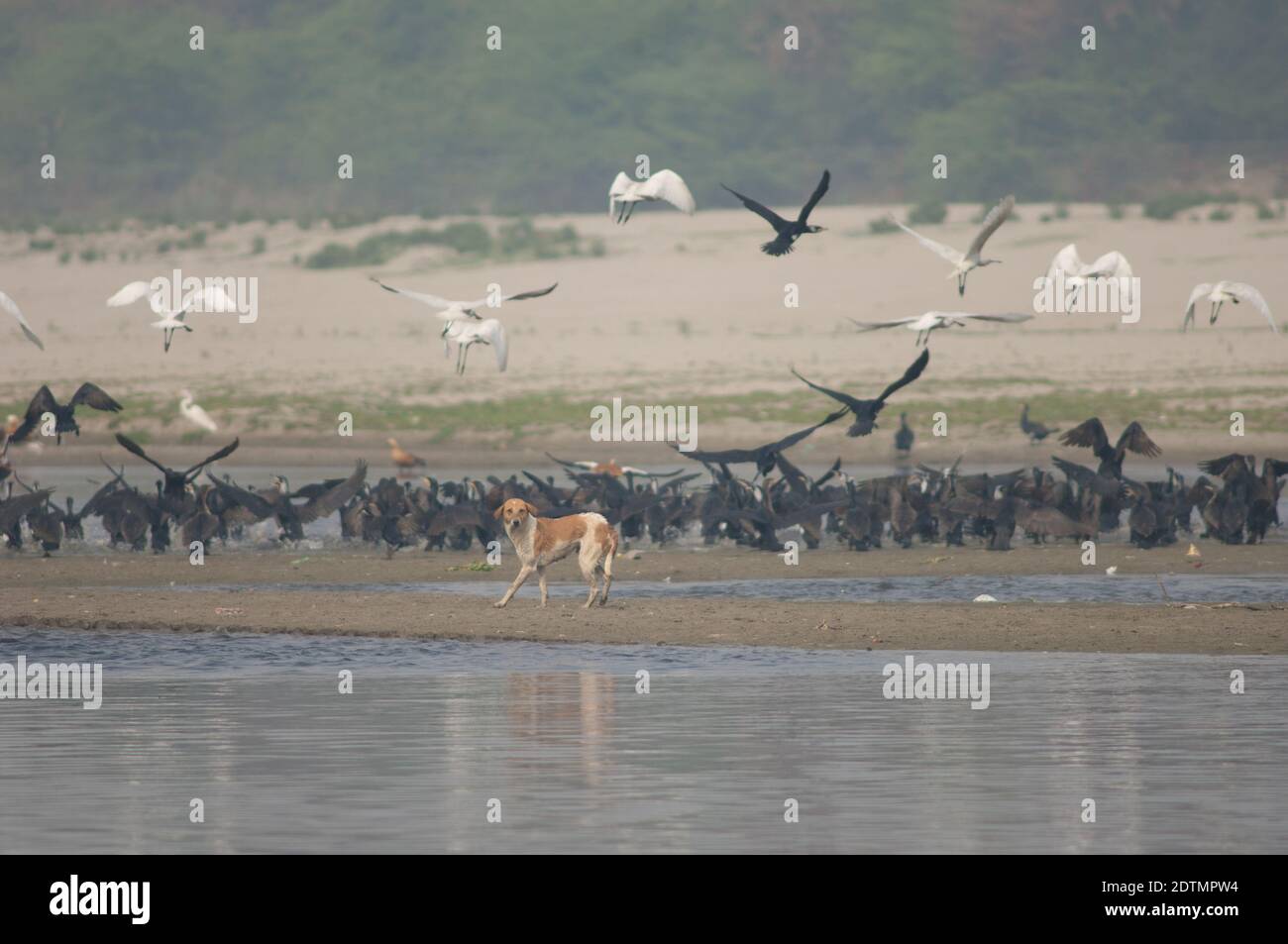 Cane feriale Canis lupus familiaris e grandi cormorani e spatole eurasiane sullo sfondo. Fiume Yamuna. Agra. Utttar Pradesh. India. Foto Stock