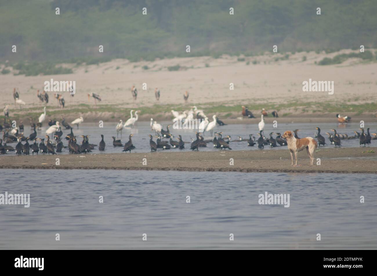 Cane feriale Canis familiaris e uccelli acquatici sullo sfondo. Fiume Yamuna. Agra. Utttar Pradesh. India. Foto Stock