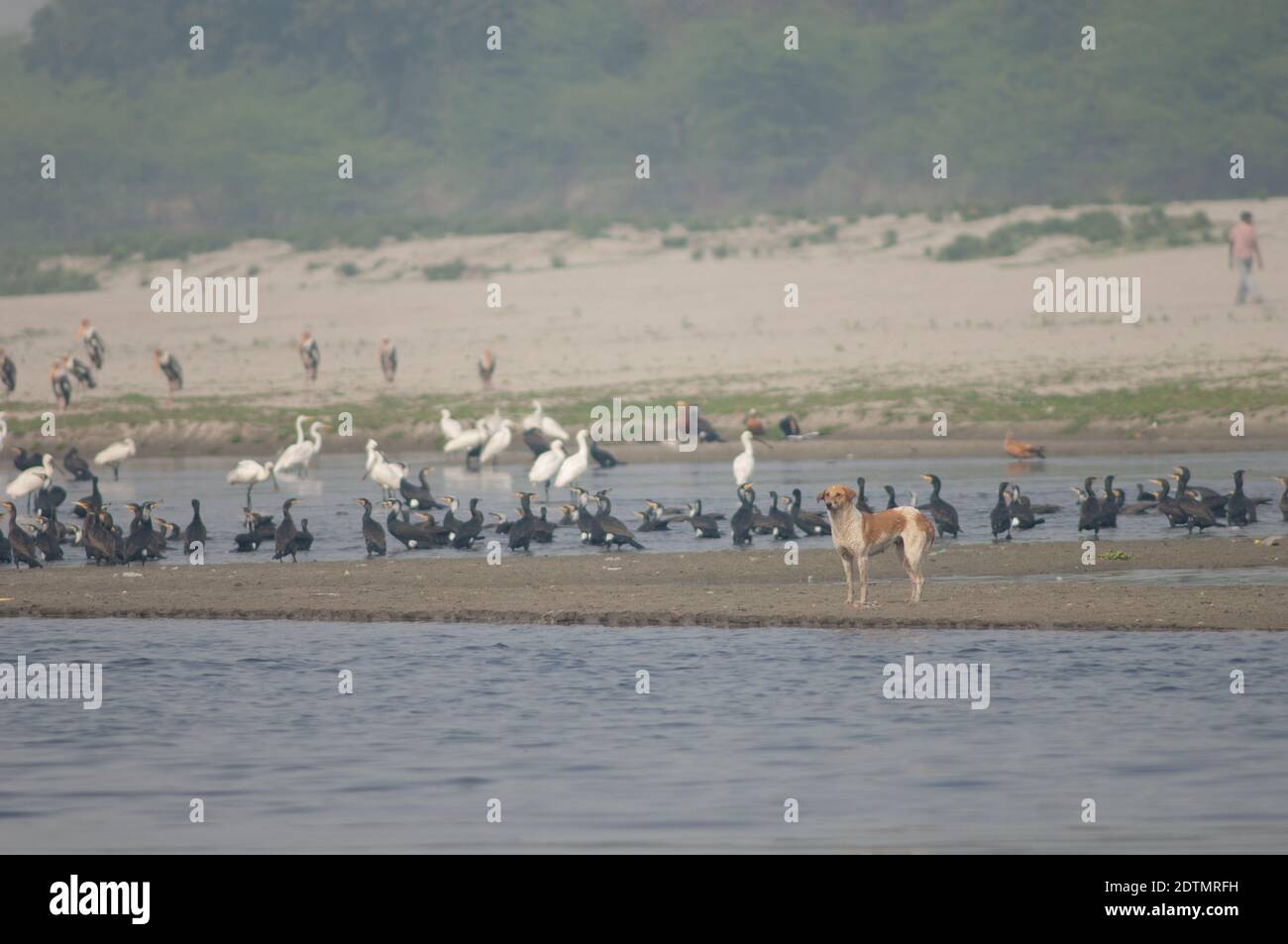 Cane feriale Canis familiaris e uccelli acquatici sullo sfondo. Fiume Yamuna. Agra. Utttar Pradesh. India. Foto Stock