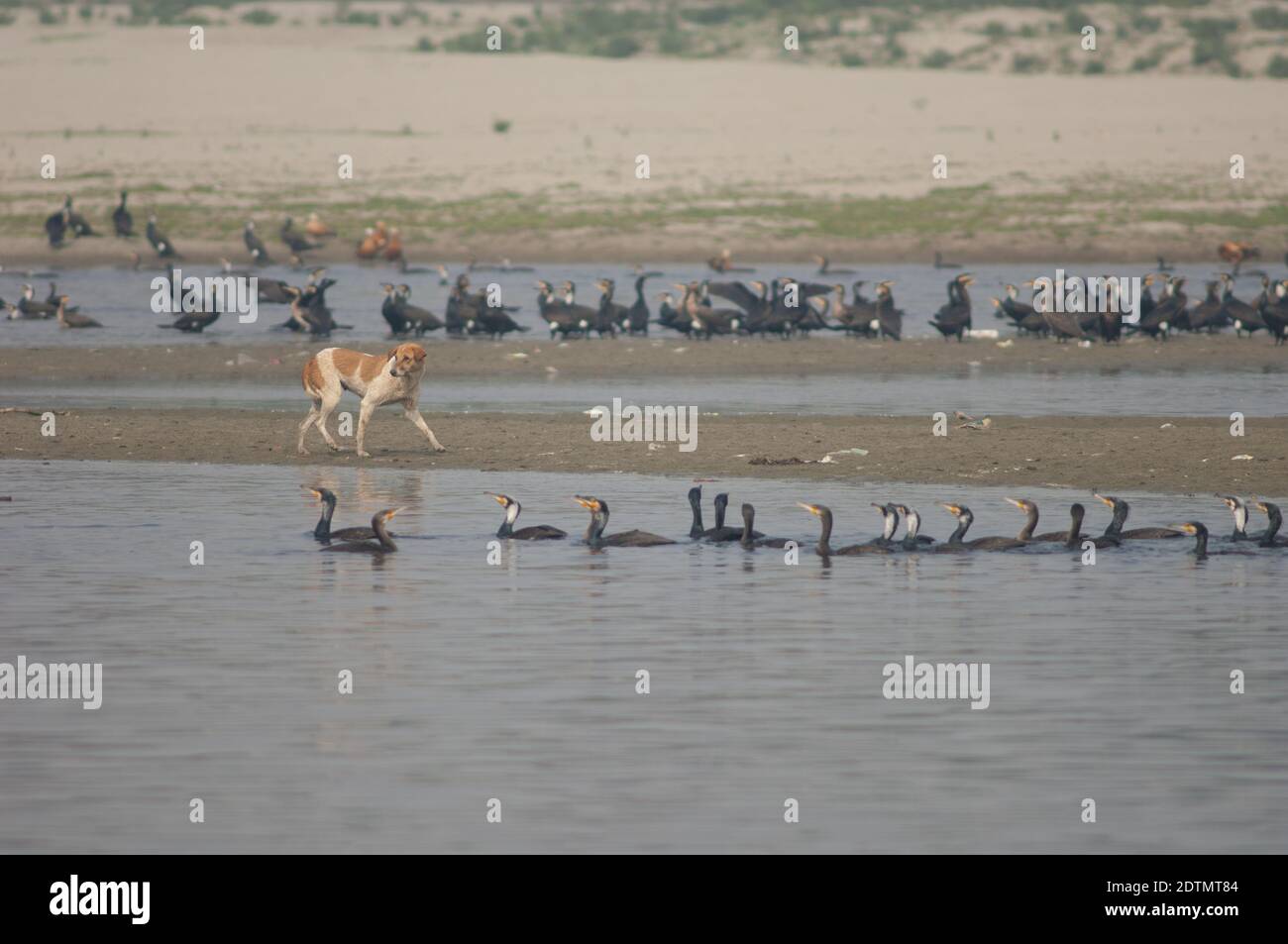 Cane feriale Canis lupus familiaris e grandi cormorani Phalacrocorax carbo. Fiume Yamuna. Agra. Utttar Pradesh. India. Foto Stock