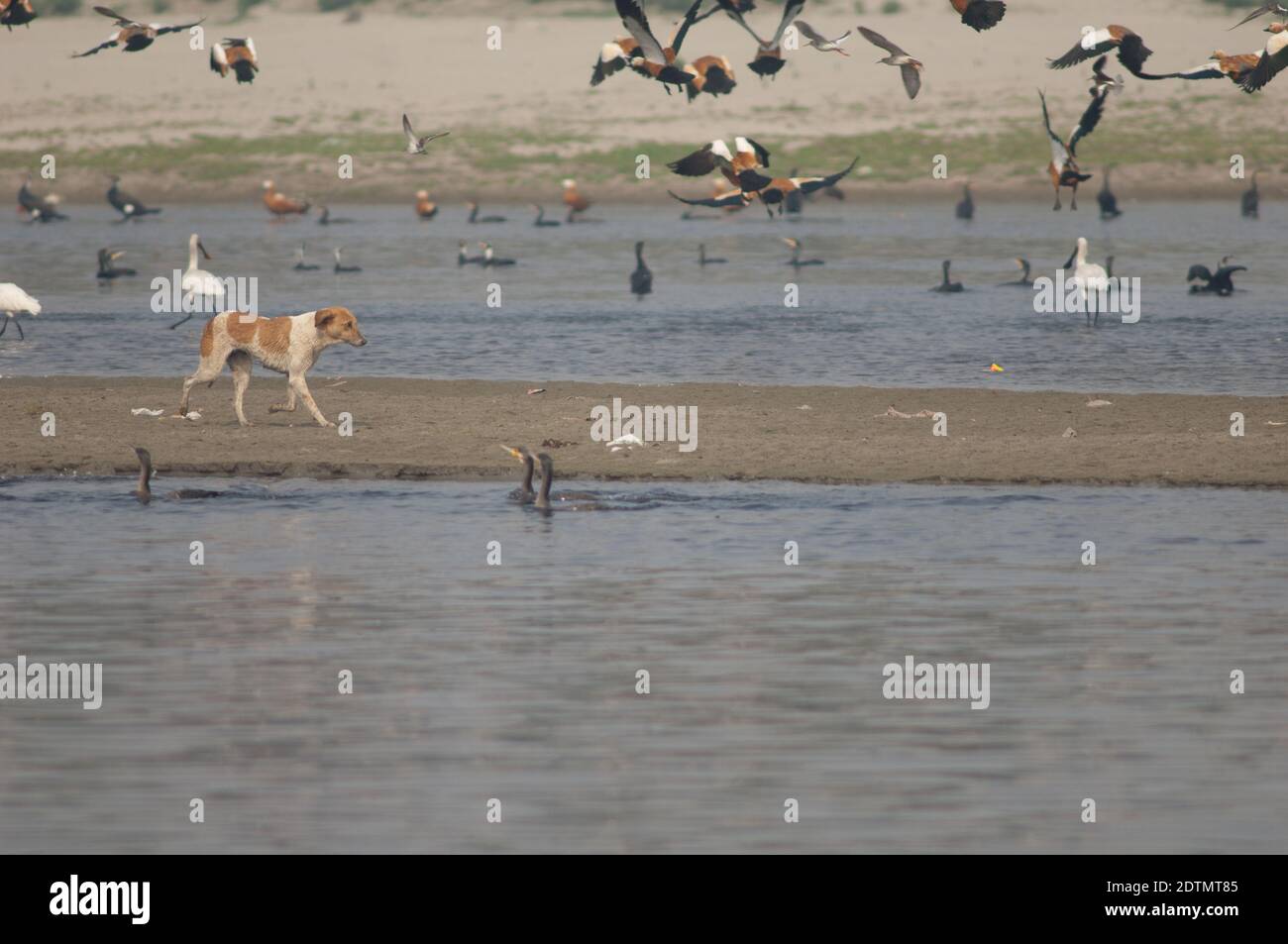 Cane feriale Canis lupus familiaris e uccelli acquatici. Fiume Yamuna. Agra. Utttar Pradesh. India. Foto Stock