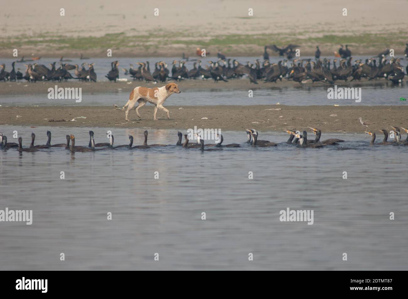 Cane feriale Canis lupus familiaris e grandi cormorani Phalacrocorax carbo. Fiume Yamuna. Agra. Utttar Pradesh. India. Foto Stock