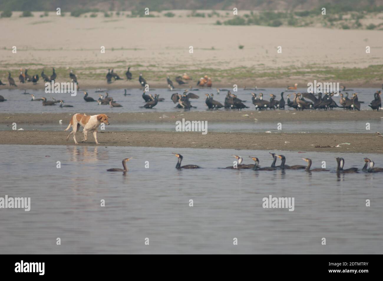 Cane feriale Canis lupus familiaris e grandi cormorani Phalacrocorax carbo. Fiume Yamuna. Agra. Utttar Pradesh. India. Foto Stock
