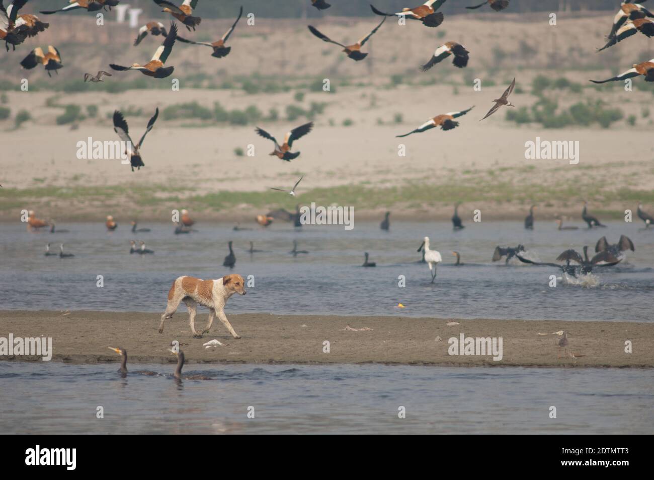 Cane feriale Canis lupus familiaris e uccelli acquatici. Fiume Yamuna. Agra. Utttar Pradesh. India. Foto Stock