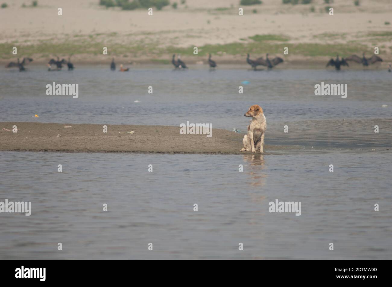 Cane feriale Canis lupus familiaris nel fiume Yamuna. Agra. Utttar Pradesh. India. Foto Stock