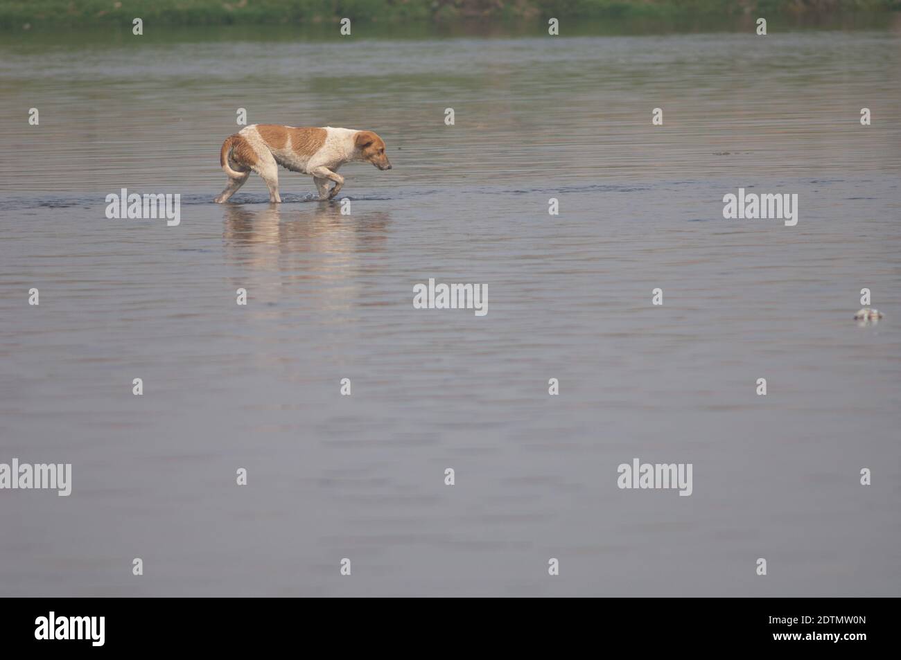 Cane selvaggio Canis lupus familiaris che cammina nel fiume Yamuna. Agra. Utttar Pradesh. India. Foto Stock