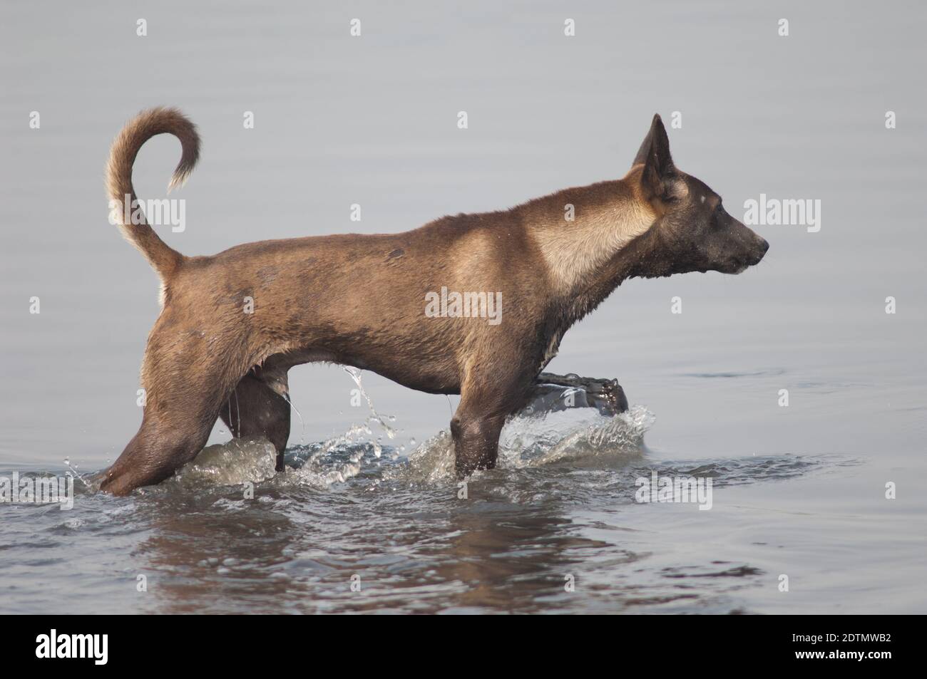 Il cane selvatico Canis lupus familiaris cammina sul fiume Yamuna. Agra. Utttar Pradesh. India. Foto Stock