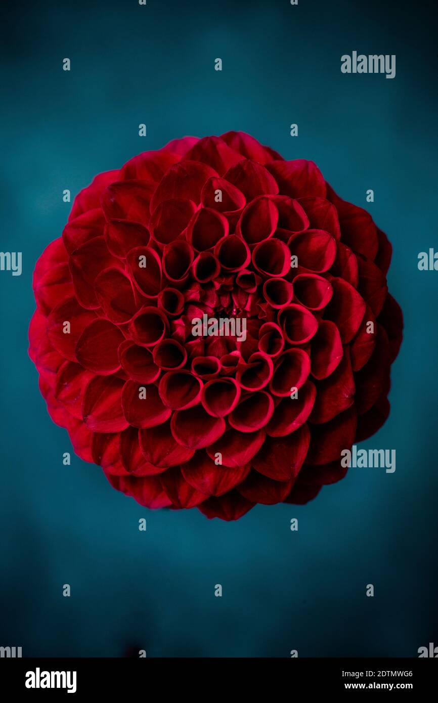 Dahlia, scatto in studio Foto Stock