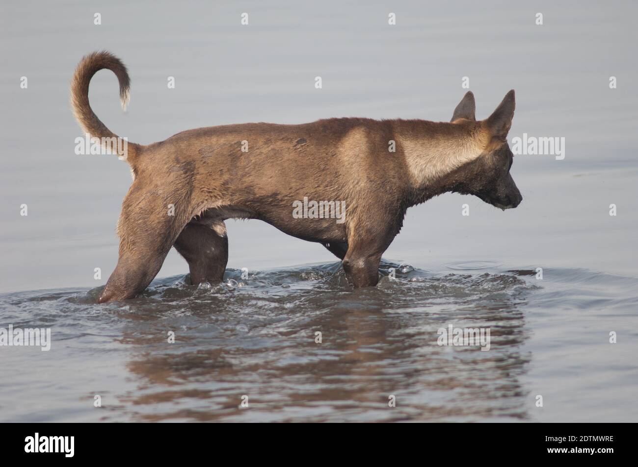 Cane selvaggio Canis lupus familiaris nel fiume Yamuna. Agra. Utttar Pradesh. India. Foto Stock