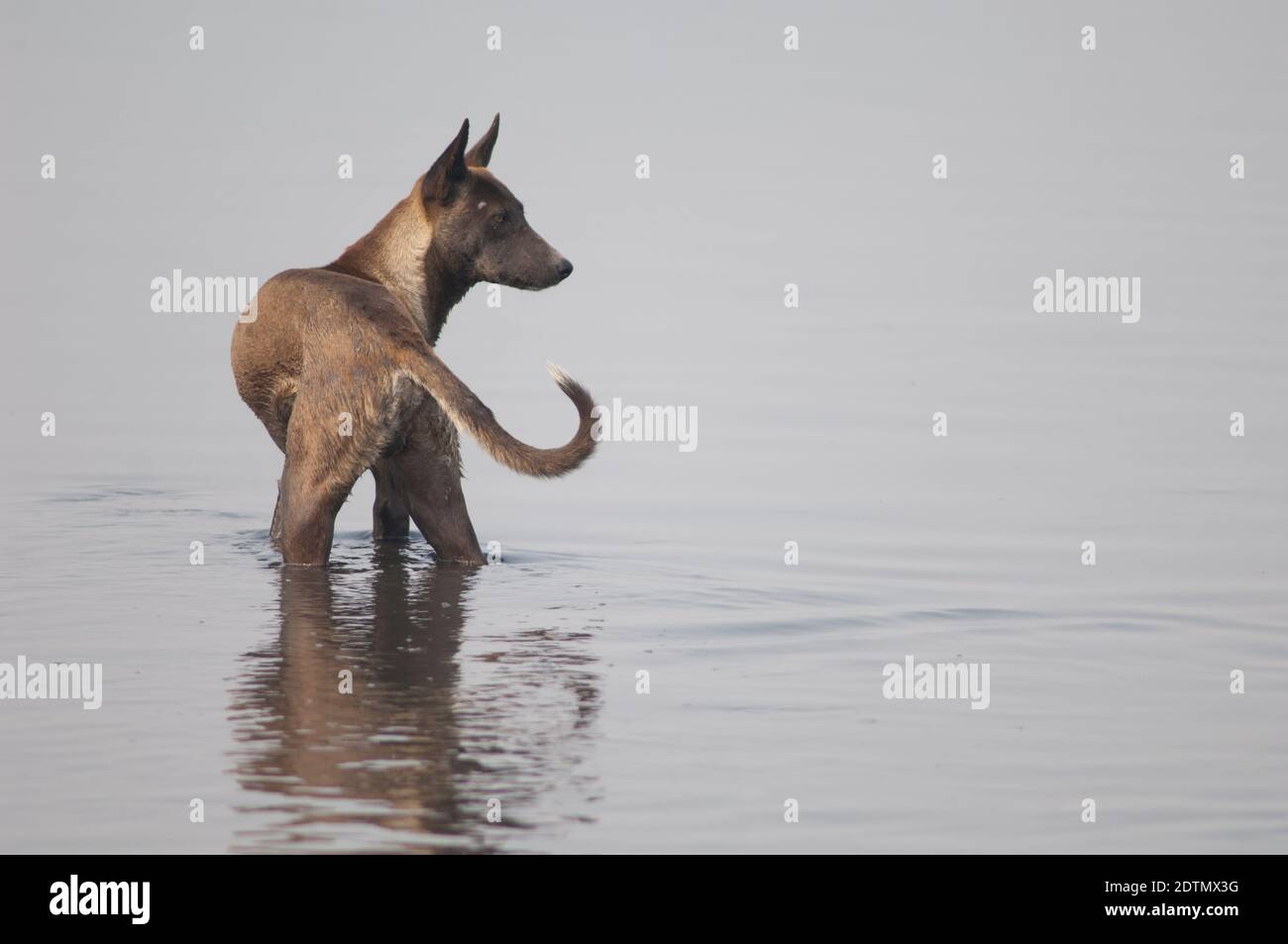 Cane selvaggio Canis lupus familiaris nel fiume Yamuna. Agra. Utttar Pradesh. India. Foto Stock