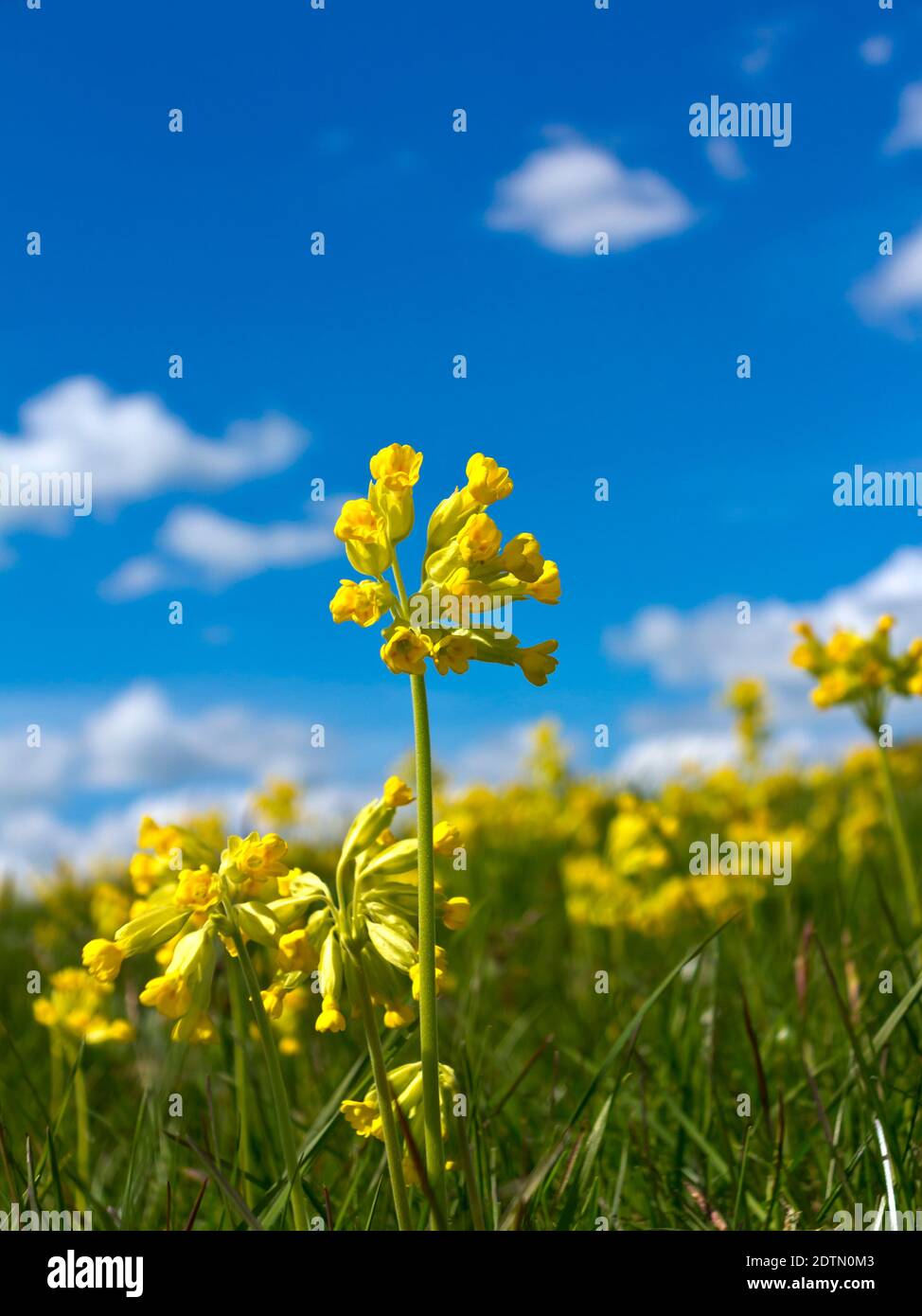 Primula veris o comune cowslip o cowslip primrose una pianta erbacea perenne fiorente che cresce in primavera sotto un cielo blu con nuvole bianche. Foto Stock