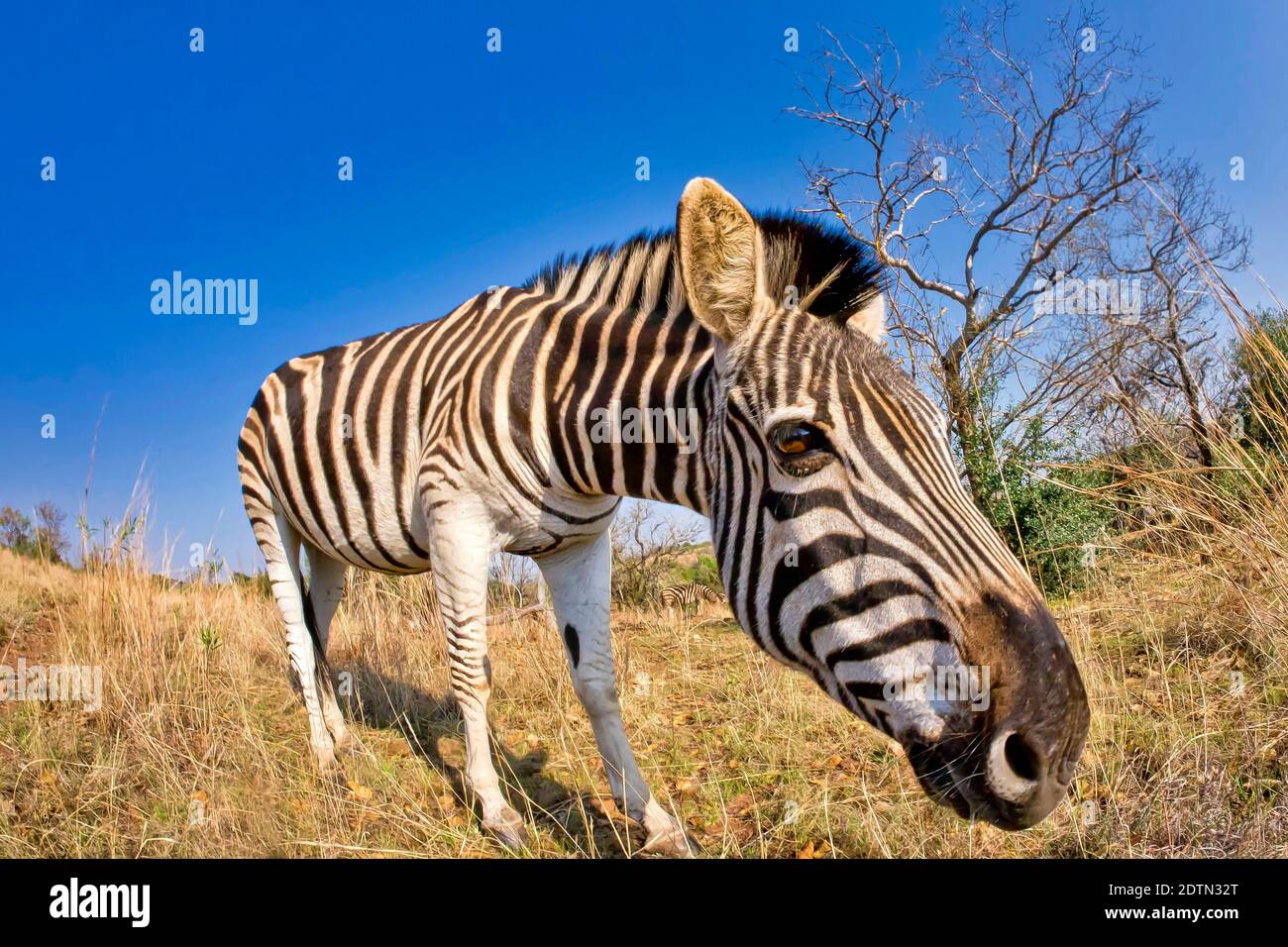 Pianure Zebra, Equus quagga, Khama Rhino Santuario, Botswana, Africa Foto Stock