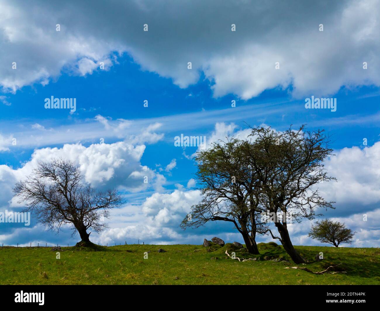 Alberi sul bordo di Longstone vicino a Bakewell nel distretto di picco National Park Derbyshire Dales Inghilterra Regno Unito Foto Stock