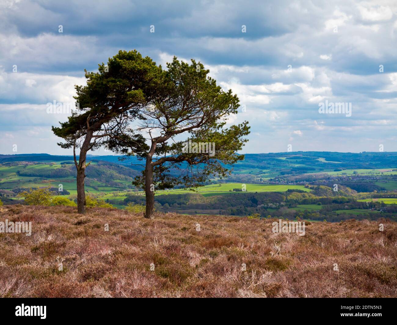 Alberi sulla Longstone Moor vicino a Bakewell nel Peak District National Park Derbyshire Dales Inghilterra Regno Unito Foto Stock